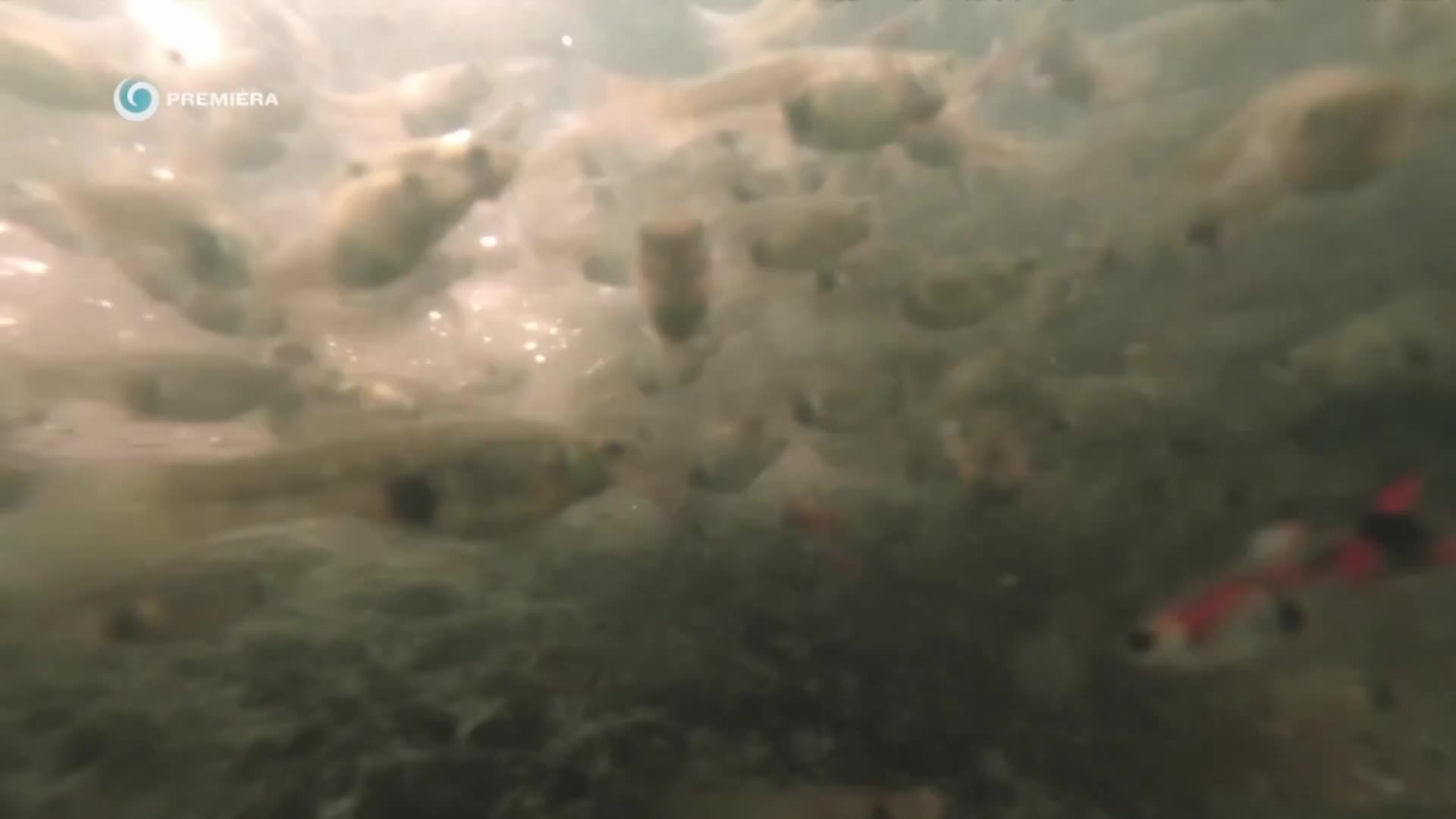 Divoké Slovensko 2 s Nigelom Marvenom 2025 SK dokument HD